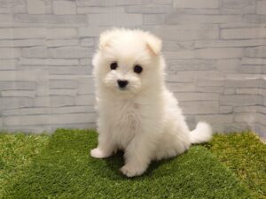 MIX(父マルチーズ×母ポメラニアン)￥240,900(税込)
