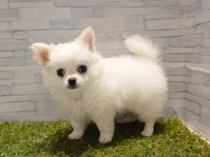 ⑥チワワ(ロング)￥240,900(税込)→9/23迄￥207,900(税込)