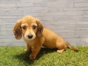 ④カニヘンダックスフンド(ロング)￥361,900(税込)→9/23迄￥317,900(税込)