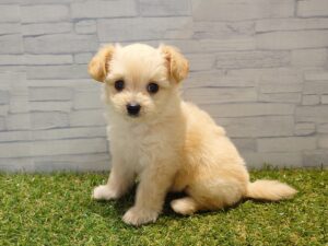 ⑩MIX(父チワワ(ロング)×母トイプードル)￥295,900(税込)→9/23迄￥262,900(税込)