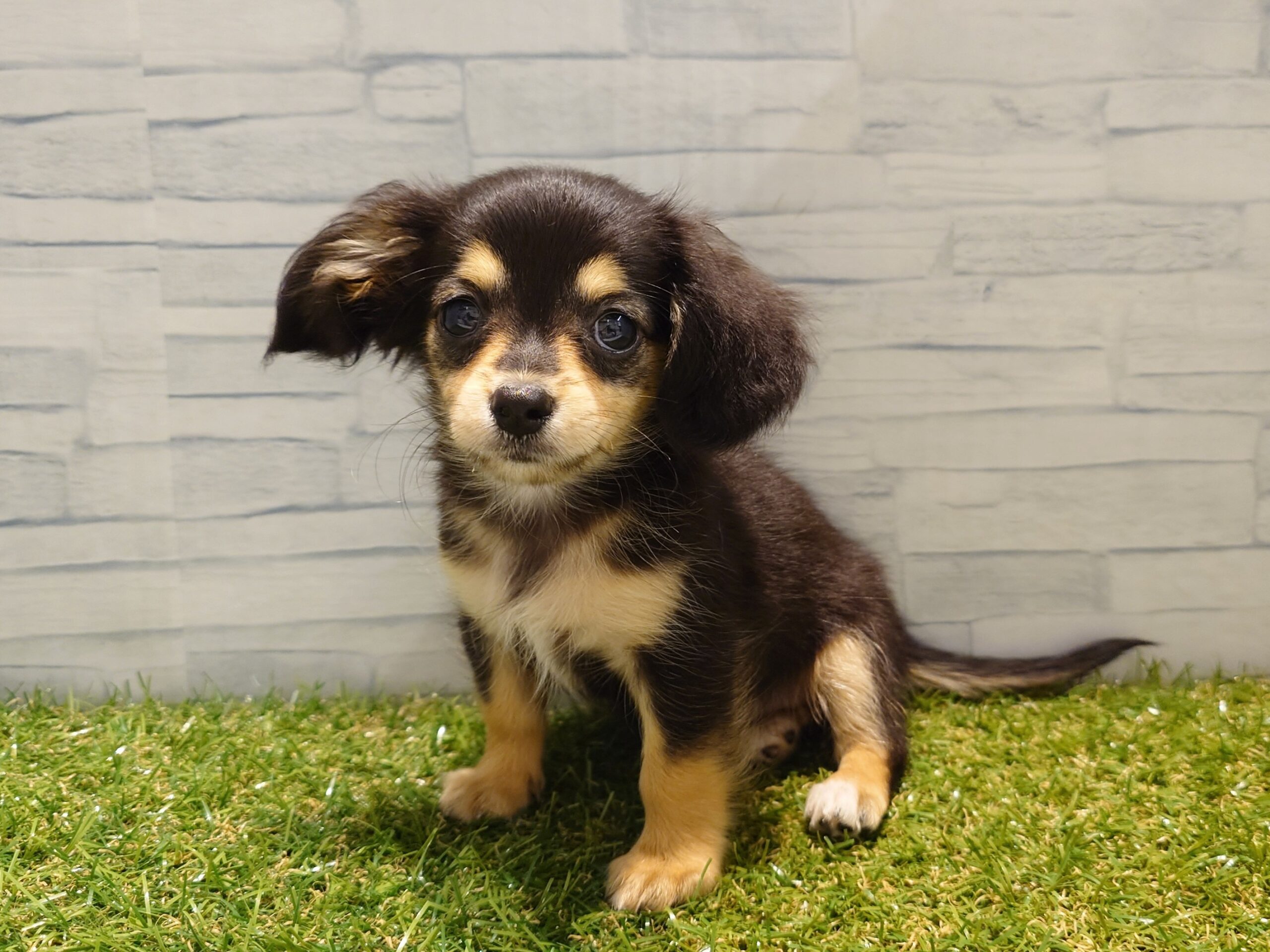 ⑧MIX(父チワワ(ロング)×母ミニチュアダックスフンド(ロング)