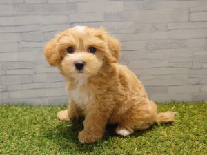 ⑦Mix（父マルチーズ×母トイプードル）￥207,900(税込)→9/23迄￥174,900(税込)