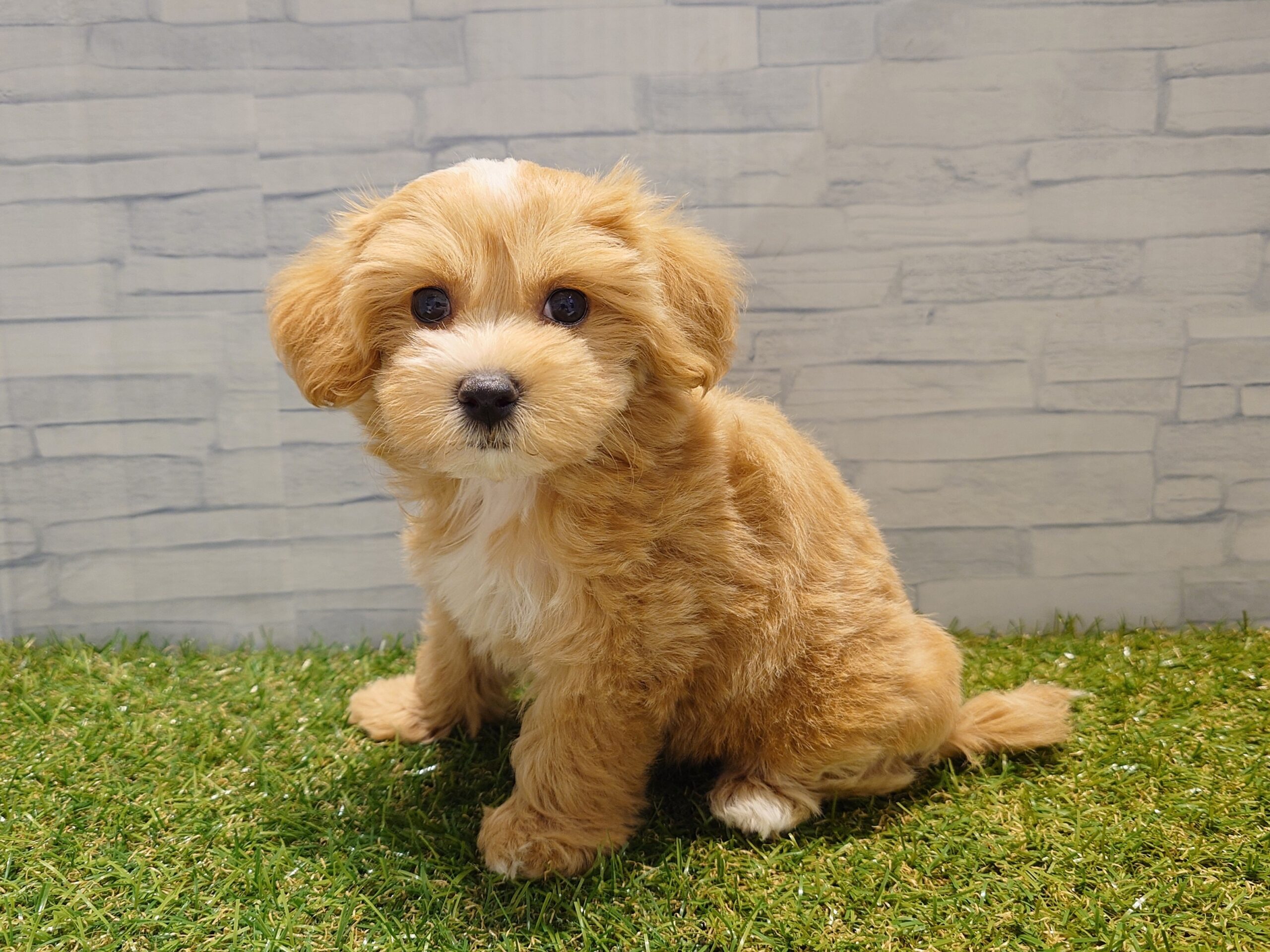 ⑦Mix(父マルチーズ×母トイプードル)