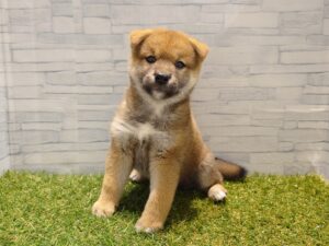 ⑨柴犬　￥185,900(税込)