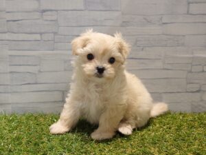 ⑥Mix（父マルチーズ×母トイプードル）￥361,900(税込)
