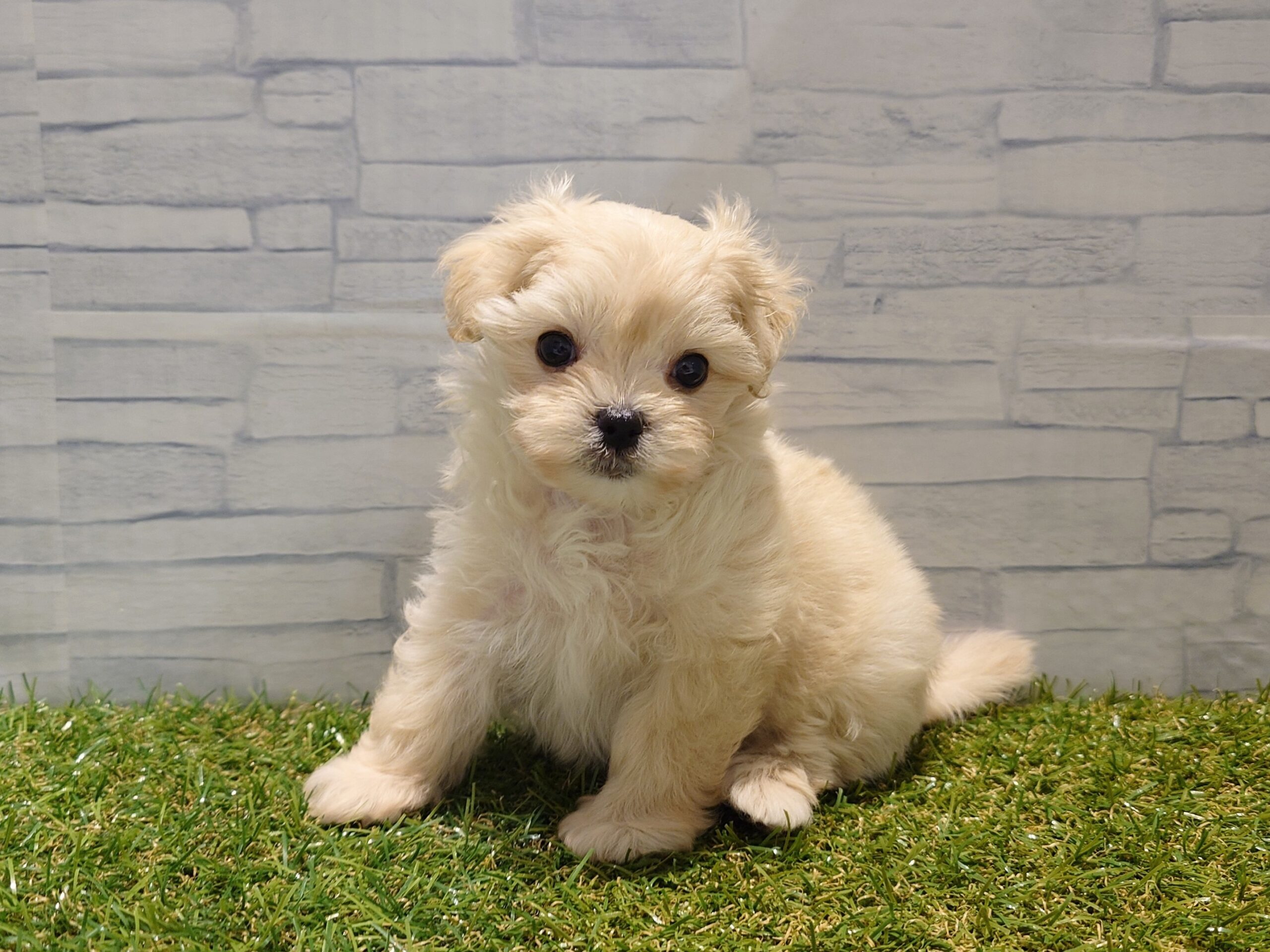 ⑥Mix（父マルチーズ×母トイプードル）