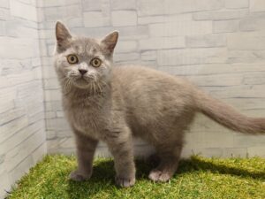 ⑨ブリティッシュショートヘアー ￥262,900(税込)→10/19迄￥229,900(税込)