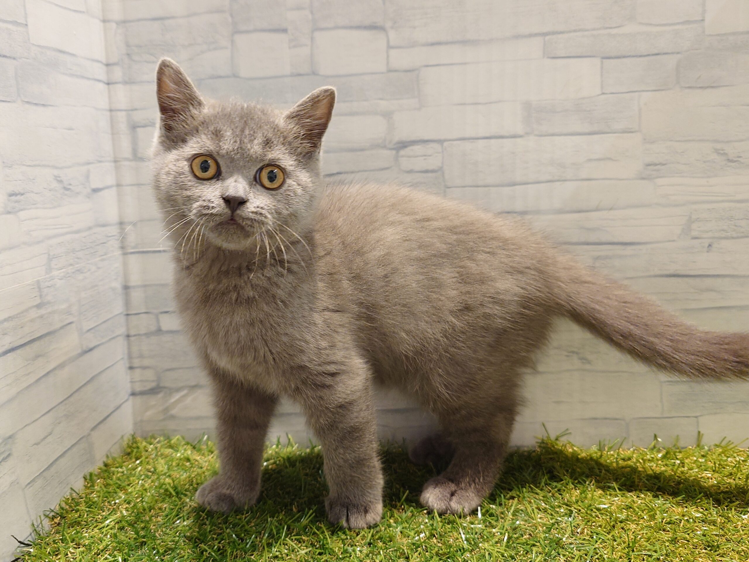 ⑨ブリティッシュショートヘアー