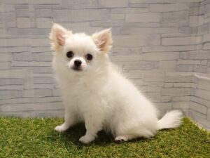 ⑥チワワ(ロング)￥174,900(税込)→10/19迄￥141,900(税込)