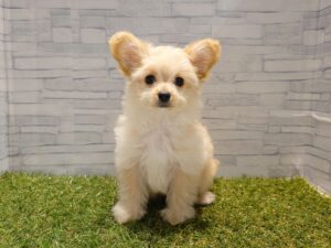 ⑩MIX(父チワワ(ロング)×母トイプードル)￥218,900(税込)→10/19迄￥185,900(税込)