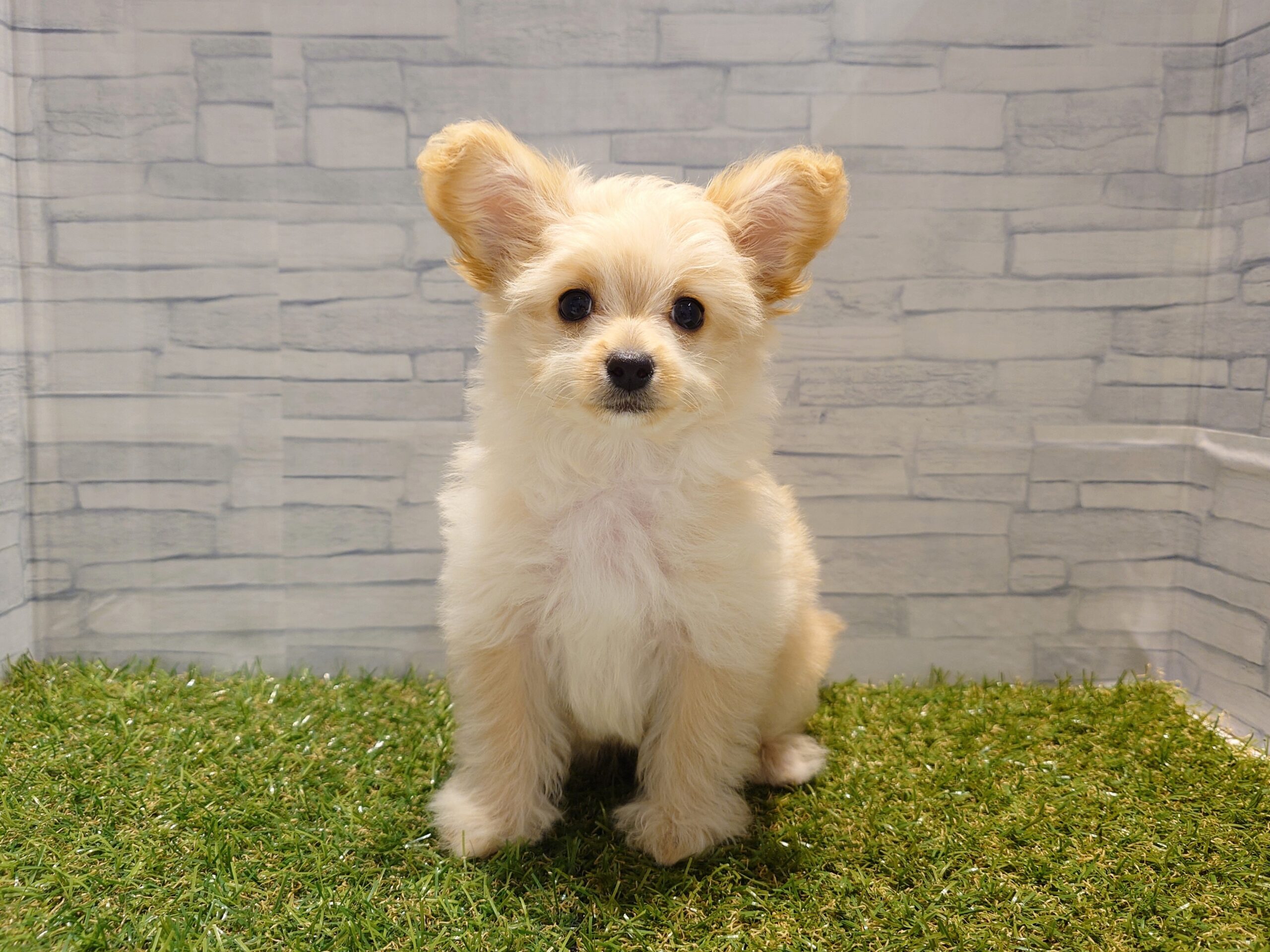 ⑩MIX(父チワワ(ロング)×母トイプードル)