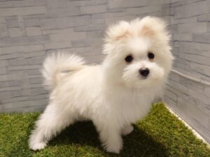 MIX(父マルチーズ×母ポメラニアン)￥152,900(税込)→10/19迄￥119,900(税込)