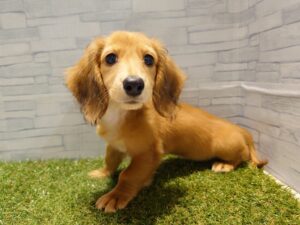 ④カニヘンダックスフンド(ロング)￥218,900(税込)→10/19迄￥174,900(税込)