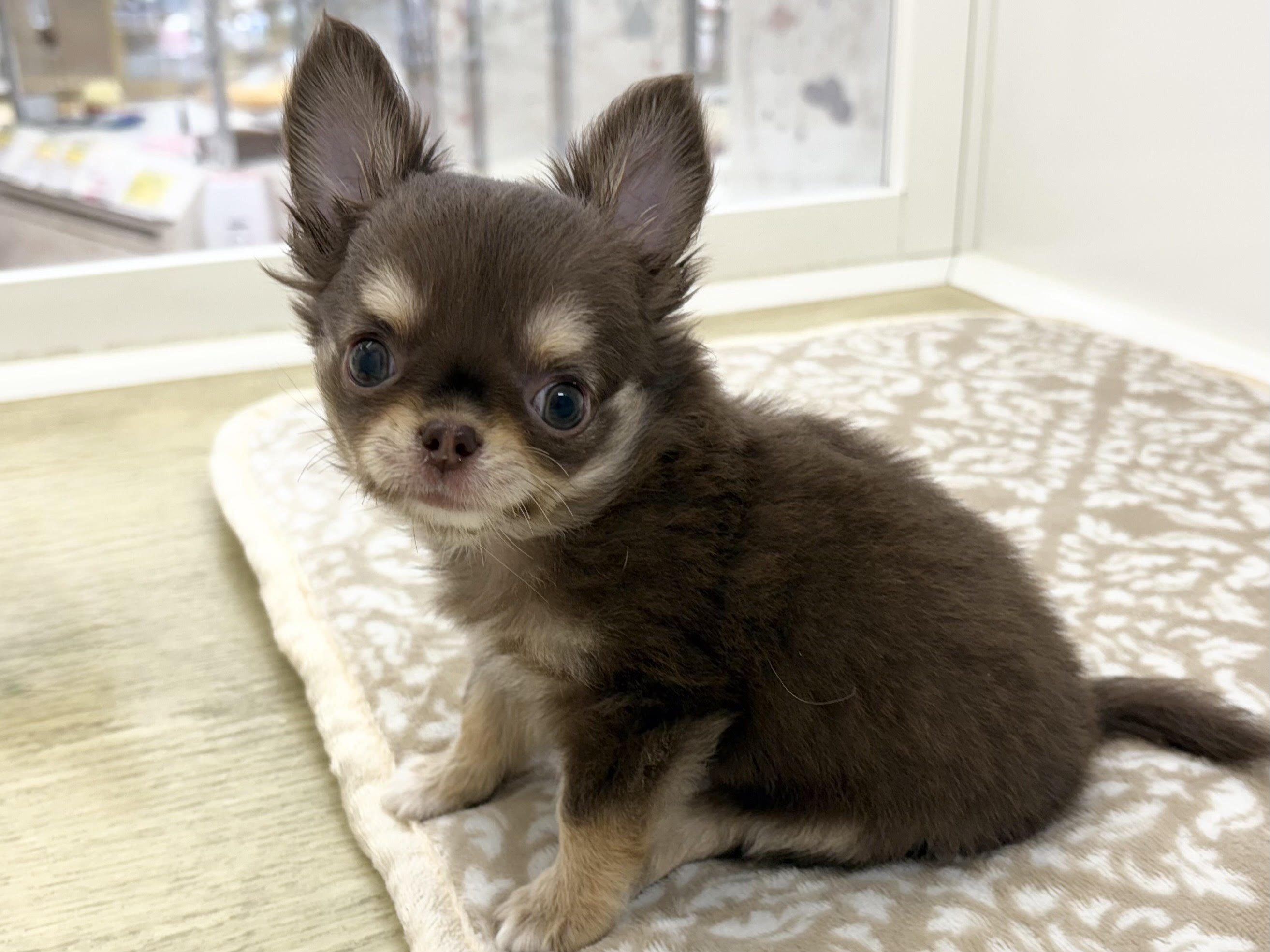 ③チワワ(ロング)