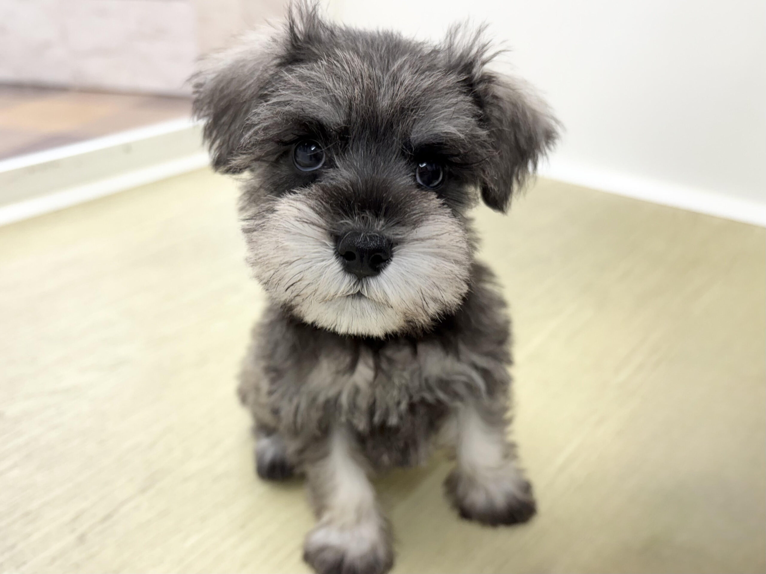 ⑯ミニチュアシュナウザー