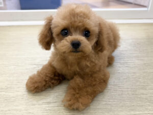 ⑥トイプードル￥394,900(税込)→9/12～28まで￥361,900(税込)