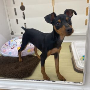 ミニチュアピンシャー￥141,900(税込)→11/24(日)まで￥108,900(税込)