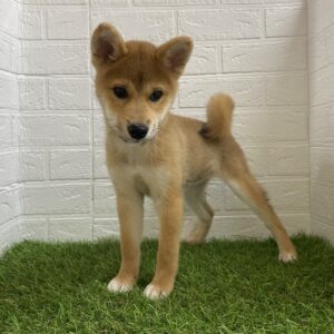 柴犬￥174,900(税込)→11/24(日)まで￥141,900(税込)