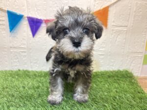 Mix(マルチーズ×ミニチュアシュナウザー)￥262,900(税込)→9/8まで￥229,900(税込)