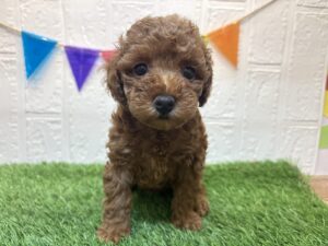 ③トイプードル￥185,900(税込)→9/8まで￥152,900(税込)
