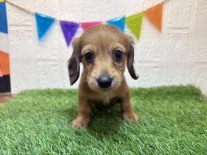 ④カニヘンダックスフンド(ロング)￥295,900(税込)→9/8まで￥262,900(税込)