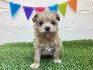 ⑤Mix(父マルチーズ×母トイプードル)￥427,900(税込)→9/8まで￥394,900(税込)