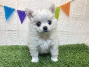 ⑥チワワ(ロング)￥207,900(税込)→9/8まで￥174,900(税込)