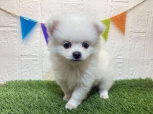 ⑨Mix(父ポメラニアン×母ペキニーズ)￥240,900(税込)→9/8まで￥207,900(税込)