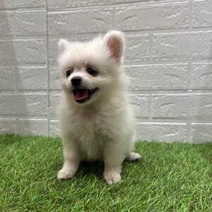 Mix(父ポメラニアン×母ペキニーズ)￥273,900(税込)→9/23(火)まで￥240,900(税込)
