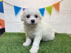 ⑥ビションフリーゼ￥317,900(税込)→9/15まで￥284,900(税込)