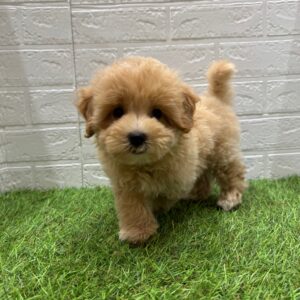 Mix(父マルチーズ×母トイプードル)￥218,900(税込)→9/23(火)まで￥185,900(税込)