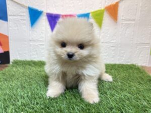⑫ポメラニアン￥350,900(税込)→9/15まで￥317,900(税込)