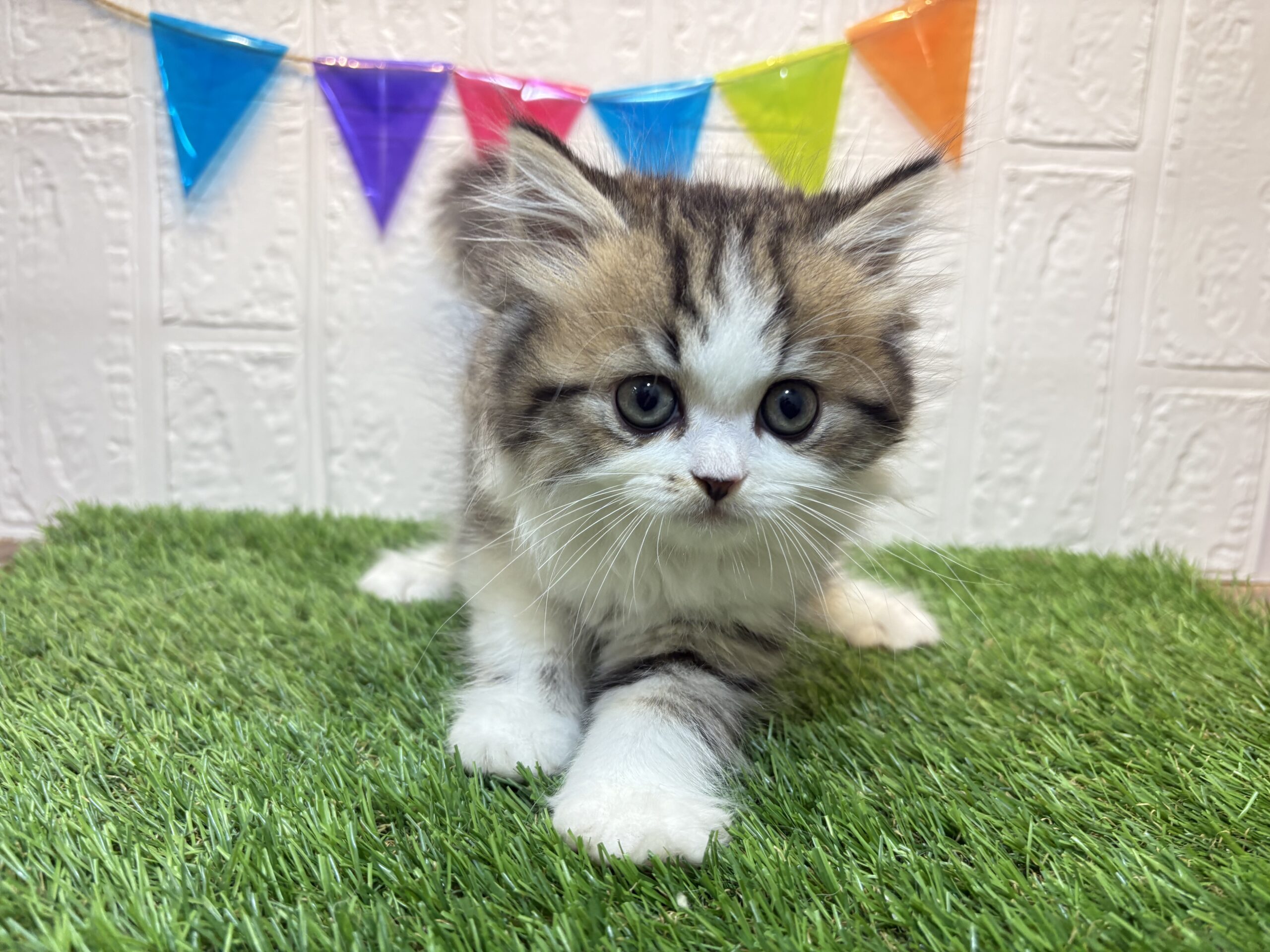 ②ミヌエット(足長)