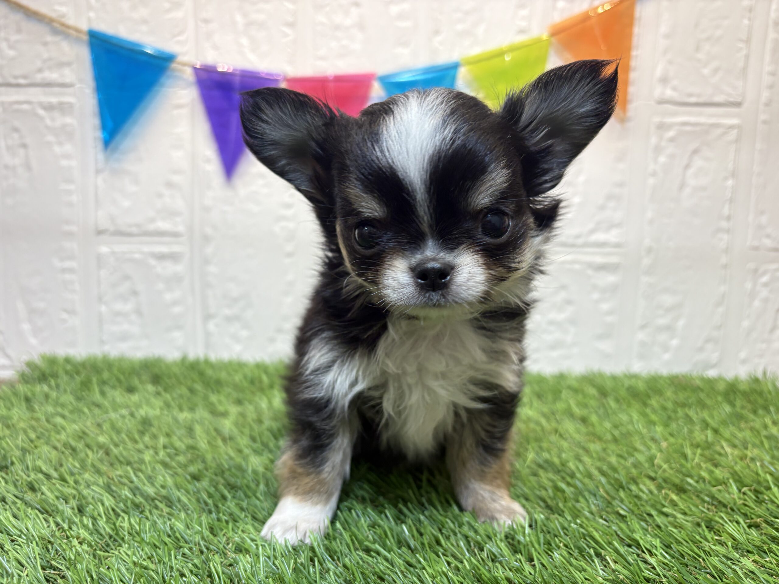 ④チワワ（ロング）