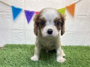 ⑦キャバリアキングチャールズスパニエル￥317,900(税込)→9/22まで￥284,900(税込)