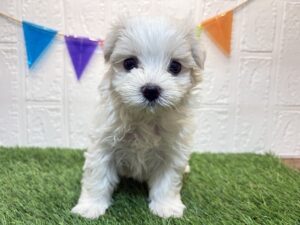 ⑧マルチーズ￥207,900(税込)→9/22まで￥174,900(税込)