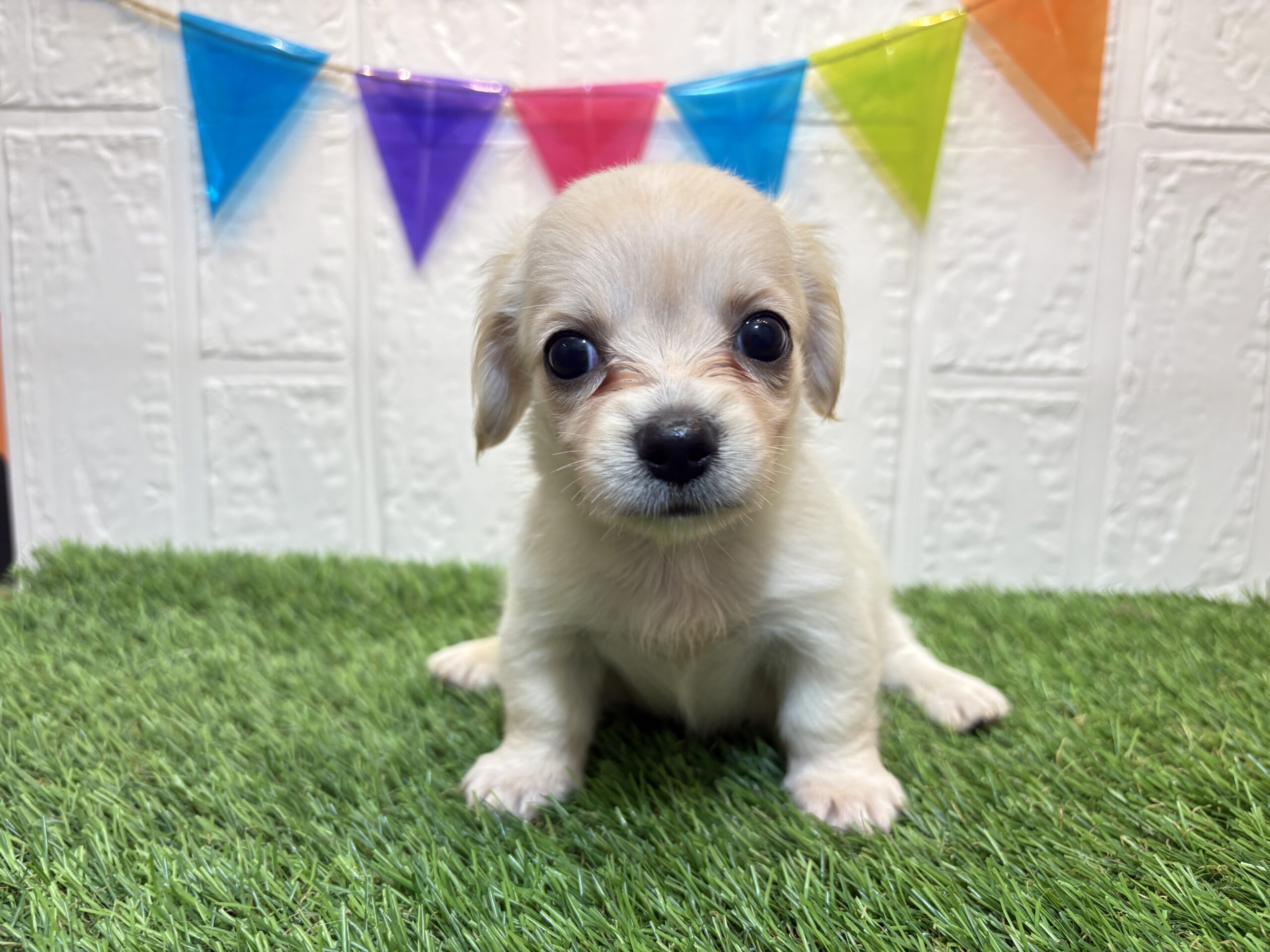 ⑩Mix（父チワワ（ロング）×母ミニチュアダックスフンド（ロング））