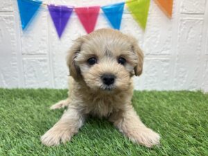 ⑪Mix（父トイプードル×母マルチーズ）￥207,900(税込)→9/22まで￥174,900(税込)