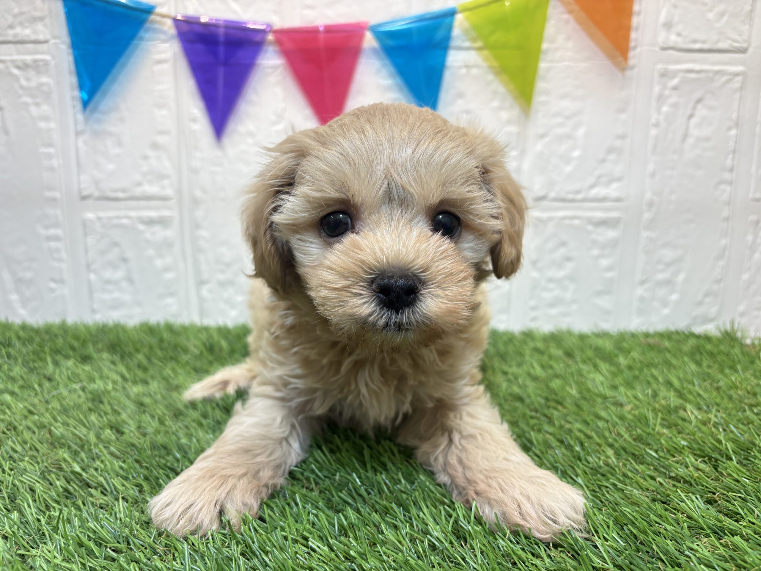 ⑪Mix（父トイプードル×母マルチーズ）