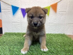⑯柴犬￥207,900(税込)→9/22まで￥174,900(税込)