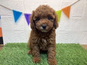 ⑰トイプードル￥185,900(税込)→9/22まで￥152,900(税込)