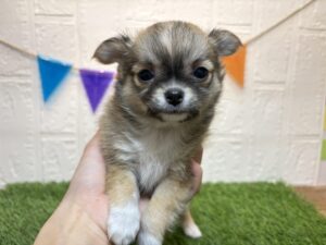 チワワ（ロング）￥251,900(税込)→9/22まで￥218,900(税込)