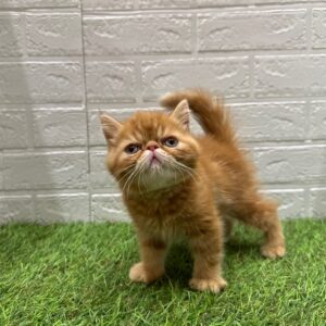 エキゾチック￥427,900(税込)→9/23(火)まで￥394,900(税込)