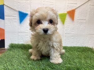 ⑧MIX（父マルチーズ×母トイプードル）￥240,900(税込)→9/29まで￥207,900(税込)