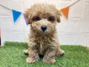 ⑨Mix(父マルチーズ×母トイプードル)￥185,900(税込)→9/29まで￥152,900(税込)