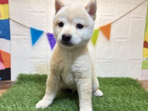 ⑫豆柴￥350,900(税込)9/29まで→￥317,900(税込)