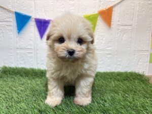 ⑬MIX(父トイプードル×母ポメラニアン)￥295,900(税込)→9/29まで￥262,900(税込)