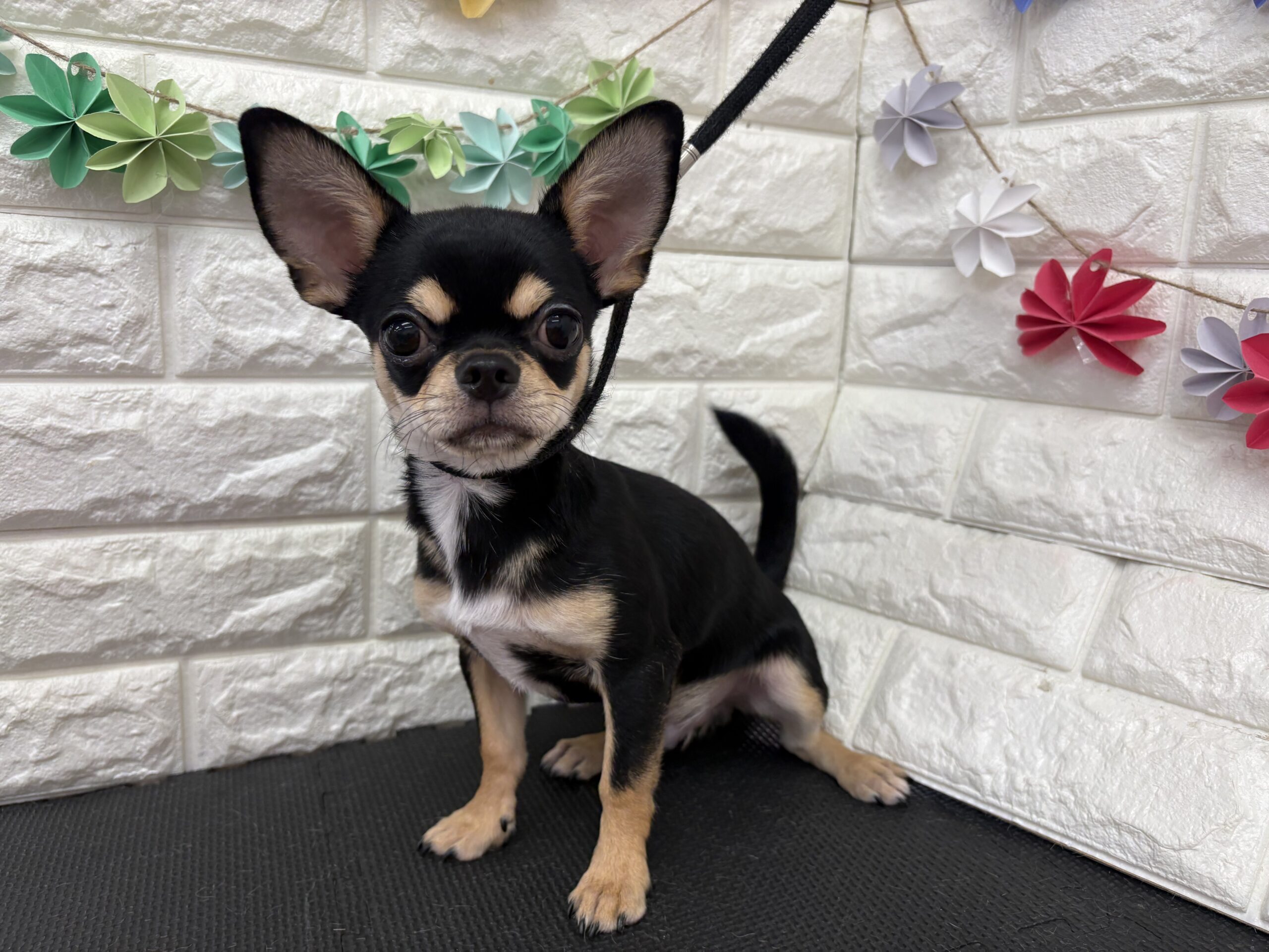 ①チワワ(スムース)