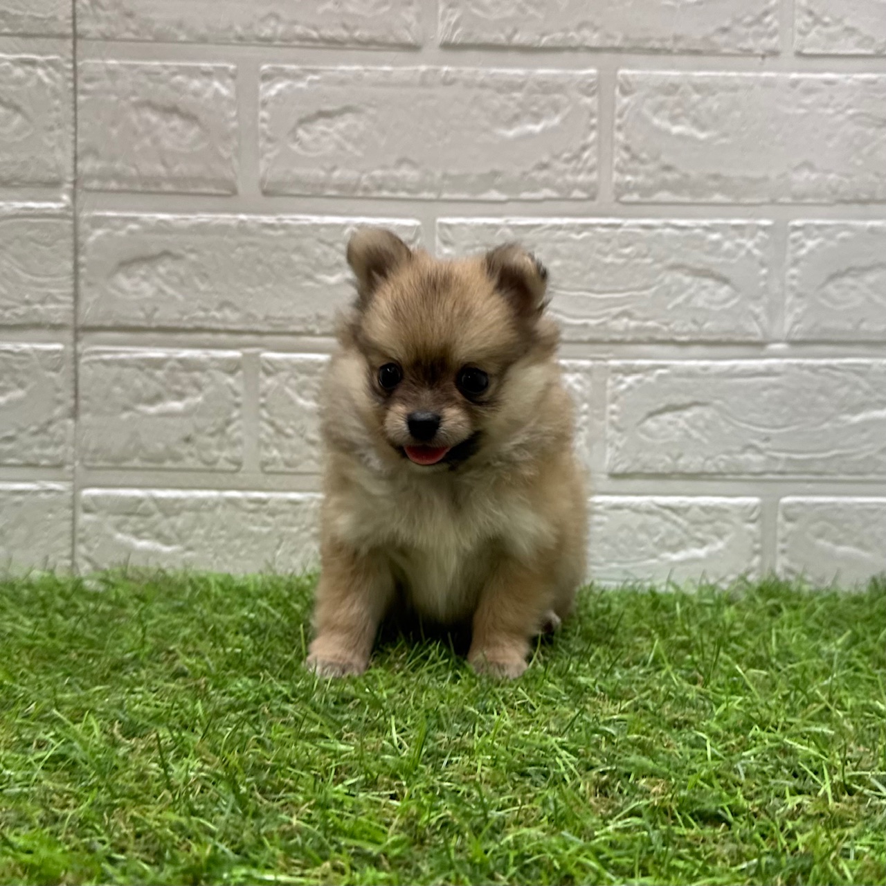 Mix(父ポメラニアン×母チワワ(ロング))