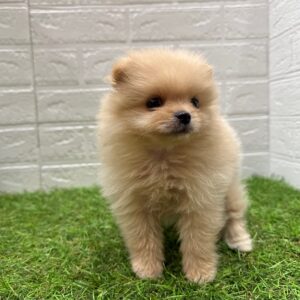 ポメラニアン￥350,900(税込)→9/23(火)まで￥317,900(税込)
